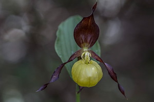 Orkidésafari