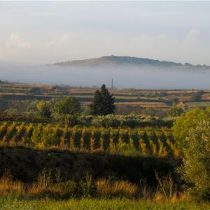 Viñas y olivos con Montpellier Wine Tours