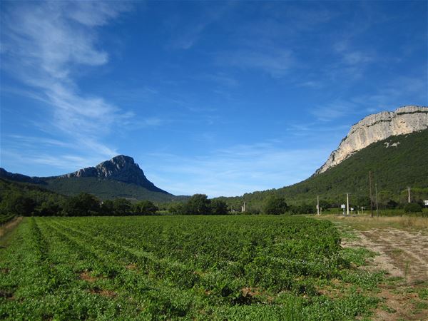 Nature tour: The essential Pic Saint-Loup with Montpellier Wine Tours