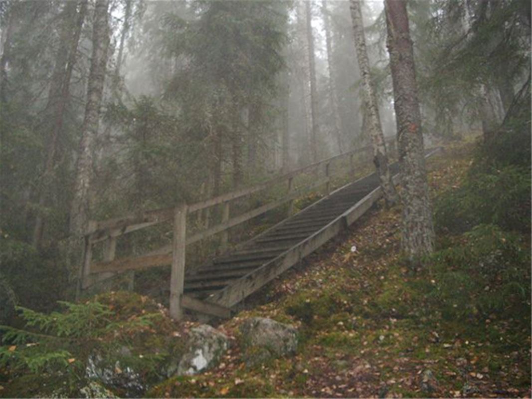 En trätrappa mitt i skogen, mossa och tät granskog.