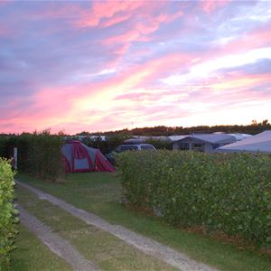 Rødgaard Camping - Camp site