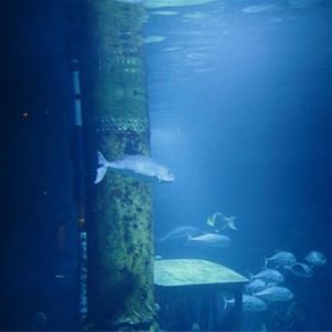 Visite de l'Aquarium (Visite libre)