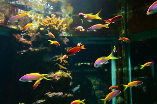 Visite de l'Aquarium (Visite libre)