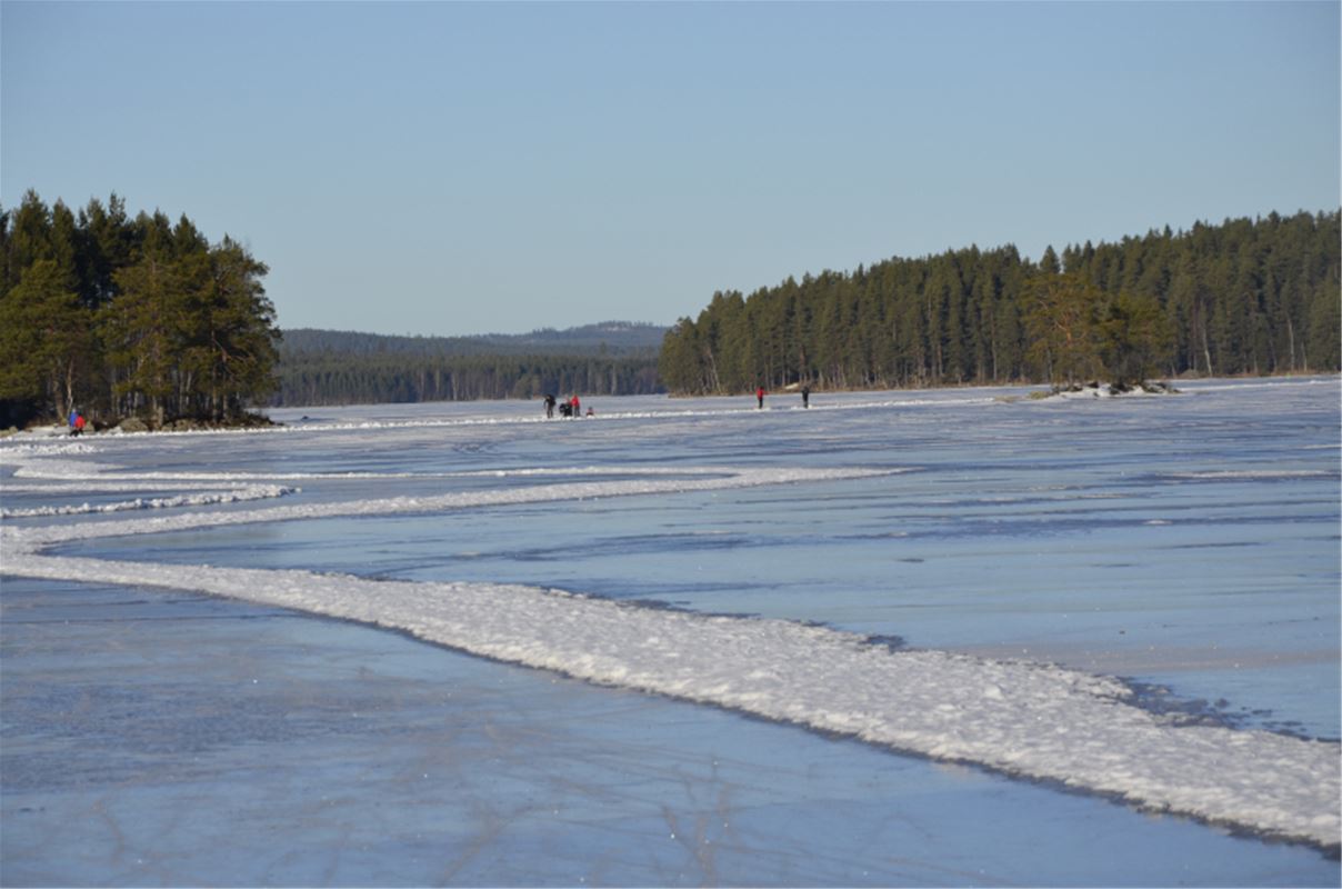 Is på sjön med omgivande tall och granskog.