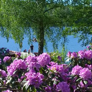 Rhododendron intill sjön