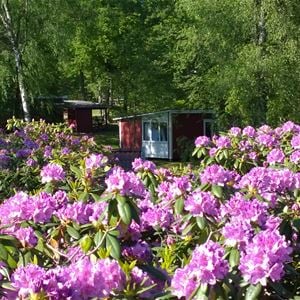 Rhododendron på campingen