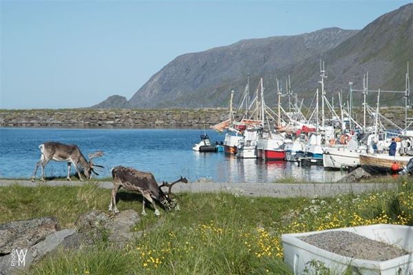 North Cape Holiday and Fishing Camp 