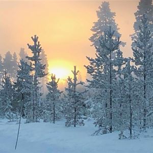 Vinterbild med snöiga träd och en sol i uppgång. 