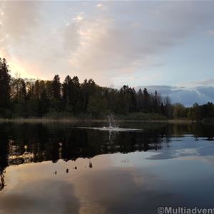 Madelen Zander,  © Multiadventures Sweden, Bäver som plaskar i vattnet