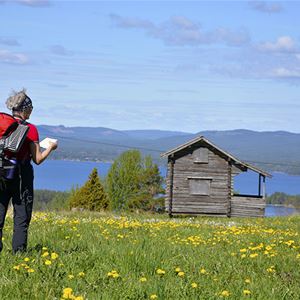 A walker standing on a field with yellow flowers looking at a map and looking out on the view over the lake. 
