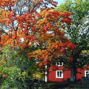 Beautiful oaks in autumn colours