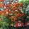 Beautiful oaks in autumn colours