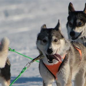 Dogs pulling the sled.