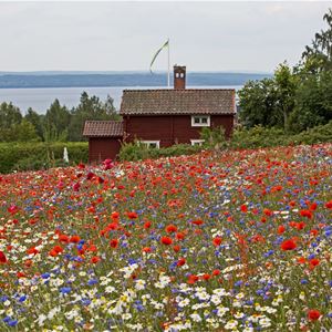 Utsikt över en blommande äng, en röd stuga och sjön Siljan.