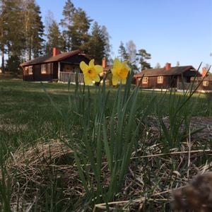 Spring flowers and the cabins in the background.