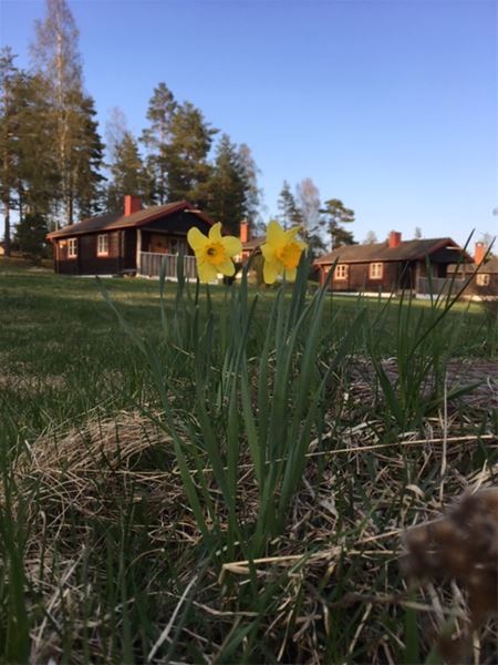 Spring flowers and the cabins in the background. 