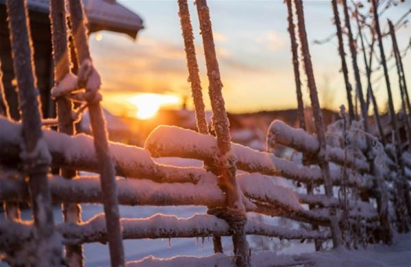 Details from dalecarlian fence with snow in the sunset.  
