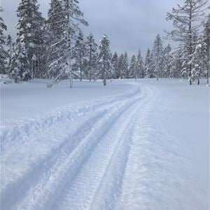 Snowmobile trail leading into  the forest. 