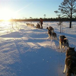 Dog sled in the sunset. 