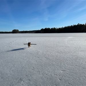Hund som springer på isen.
