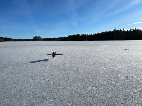 Hund som springer på isen. 