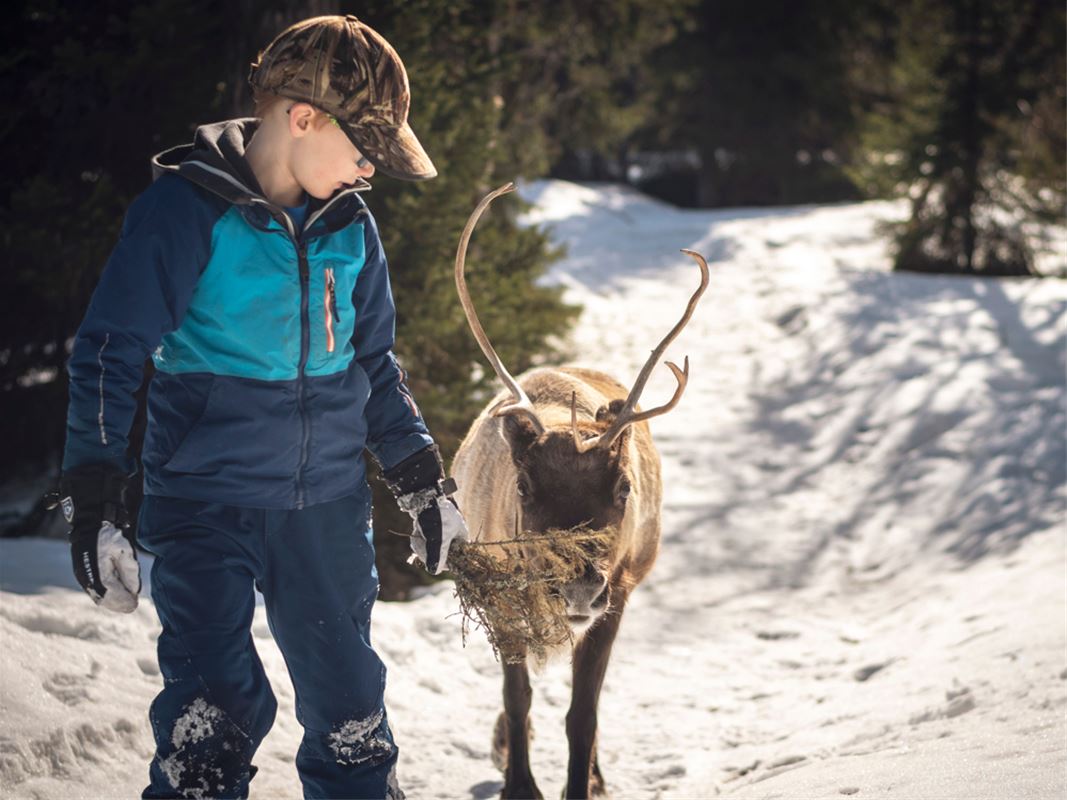A boy walking next to a reindeer.    to a 