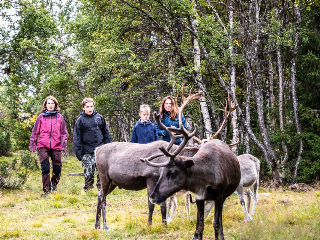 People and reindeer in the forest.