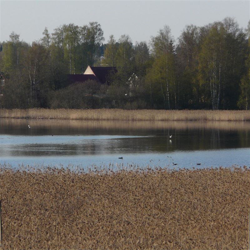 Fåglar i vattnet på en sjö med vass vid strandkanten.