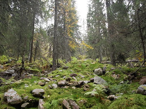 Vildmarksupplevelse i Fulufjällets nationalpark