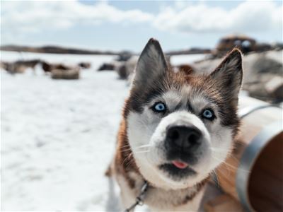 A husky looking directly into the camera