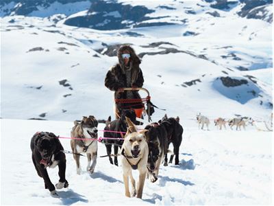 Guests on a sled being pulled by huskies