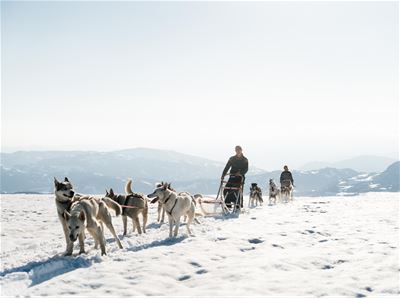 Guests on a sled being pulled by huskies