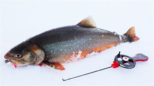 Fisk og isfiskeutstyr på isen under en vinteraktivitet i Tromsø-regionen.