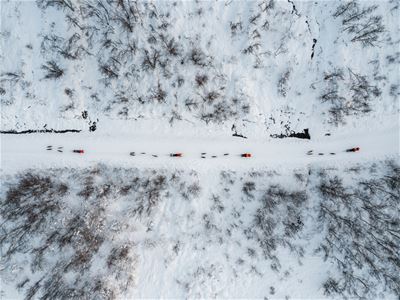 Flyfoto av hundesledene som  kjører i skogen på fjellet