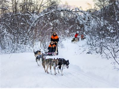 Dog sledding through the mountains