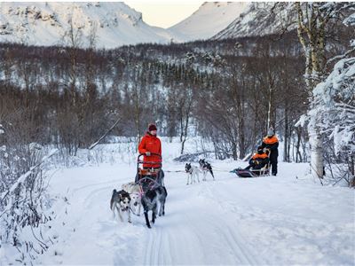 Photo of the sleds