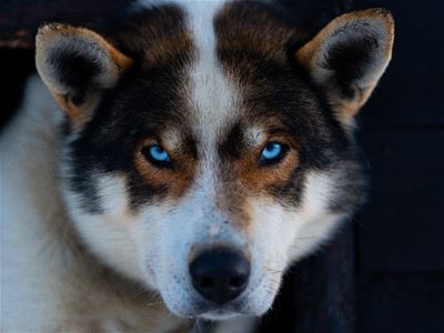 Close-up of one of the beautiful huskies