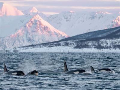 Orcas swimming side by side