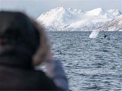 A guest photographs the whales in the distance
