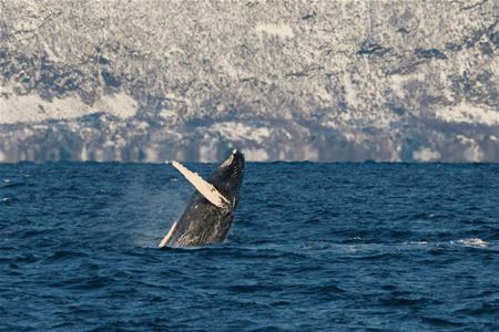 A humpback whale jumps up from the water