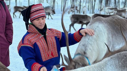 A Sami person feeding feindeer