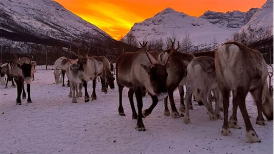 Flock of reindeer in a snowy landscape
