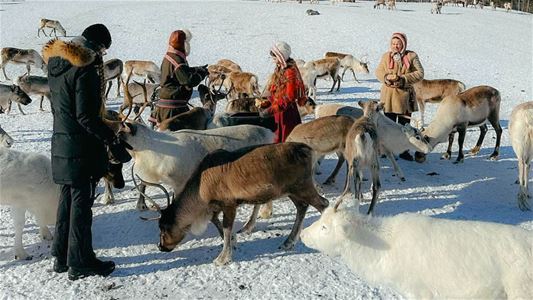 Guests greeting the reindeer