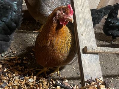 A chicken inside a farm with other animals behind