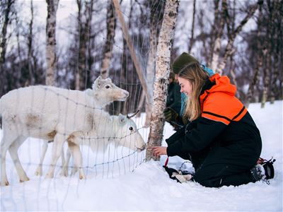 Reindeer come close to the fence and say hi