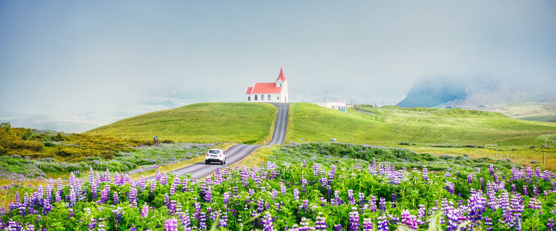 Ingjaldshólskirkja amid lupine fields and mist, Snæfellsnes, Iceland.