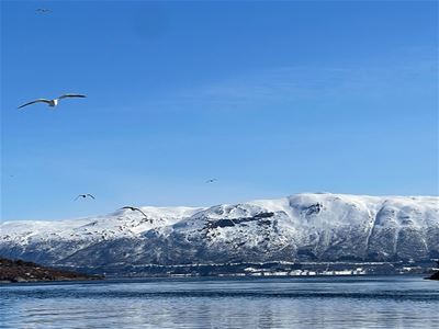 Måser flyr over høye fjell