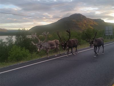 Bilde av reinsdyr