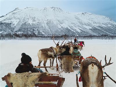 Reinsdyrslede med fjell i bakgrunn