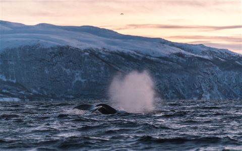 Whale diving under the water surface